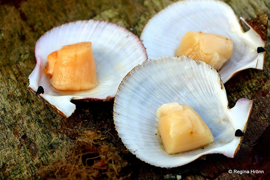 A lovely Boat Tour with Seatours on Breiðafjörður in West Iceland - the Viking Sushi Adventure