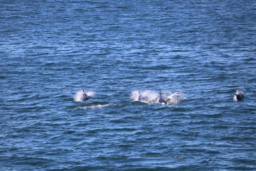 ホエールウオッチングツアー中に見られたクジラ