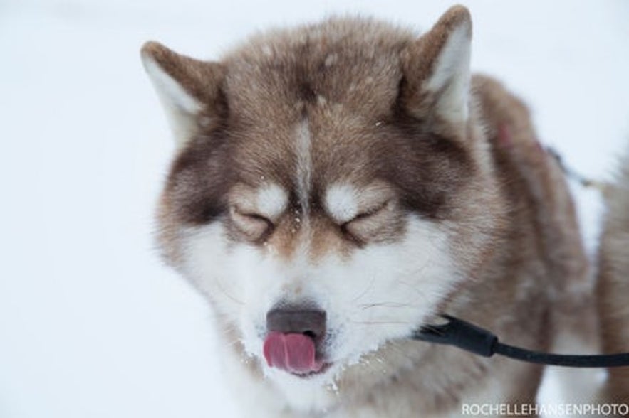 冰島雪橇犬