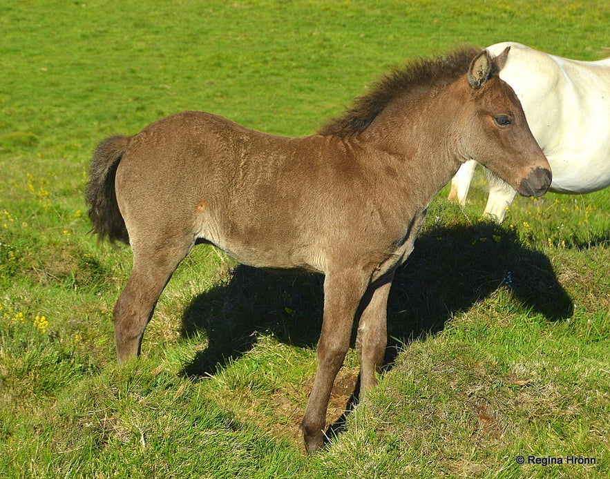 Icelandic horses in North-Iceland