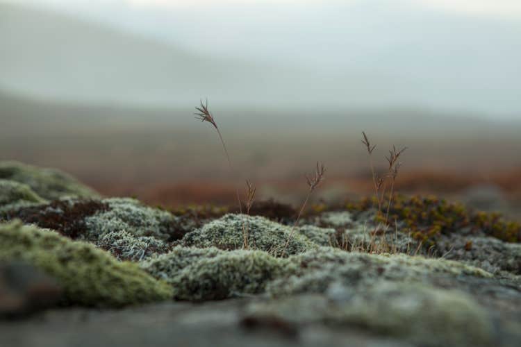 Wild Flora in the Fljótsdalur Valley, East Iceland.