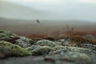Wild Flora in the Fljótsdalur Valley, East Iceland.