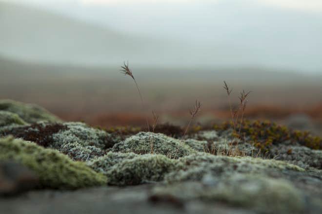 Wild Flora in the Fljótsdalur Valley, East Iceland.