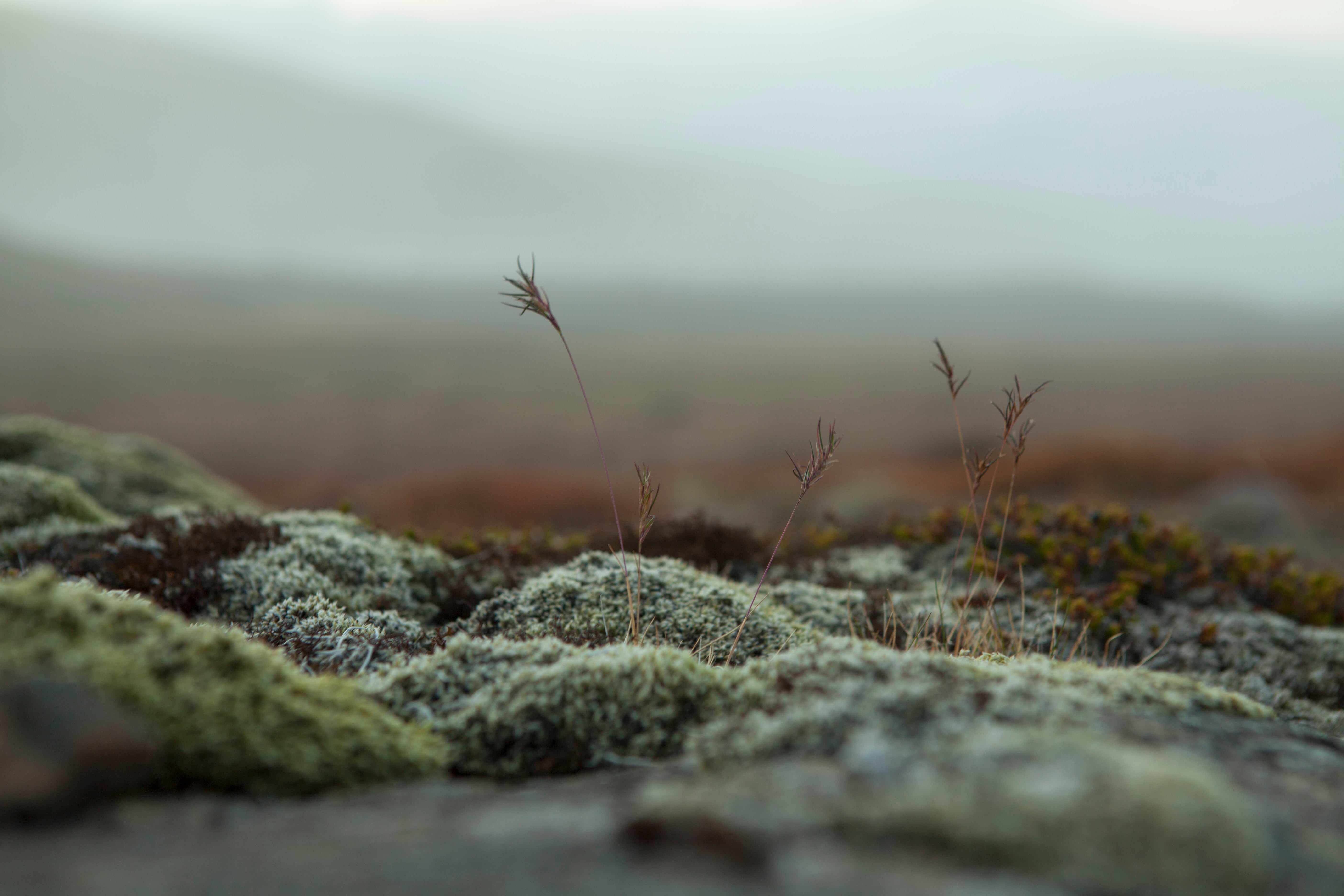 Wild Flora in the Fljótsdalur Valley, East Iceland.