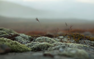 Wild Flora in the Fljótsdalur Valley, East Iceland.