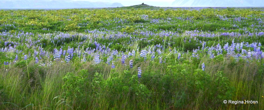 Lupines in Iceland