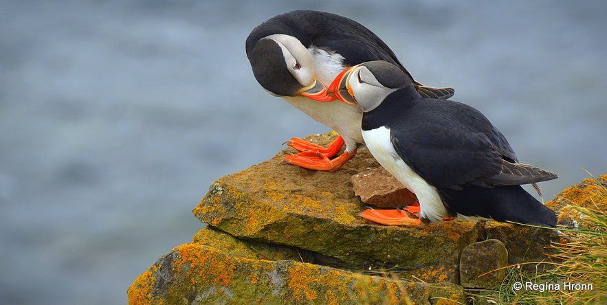 Puffins at Látrabjarg Westfjords of Iceland