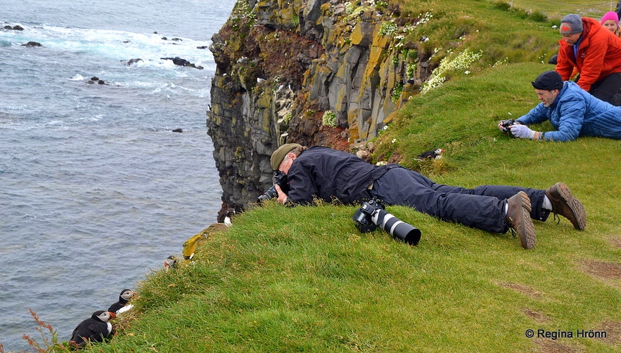 Látrabjarg birdcliff in the Westfjords