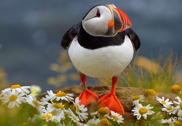 A breathtaking View from Hringsbjarg Cliff on Tjörnes Peninsula in North-Iceland