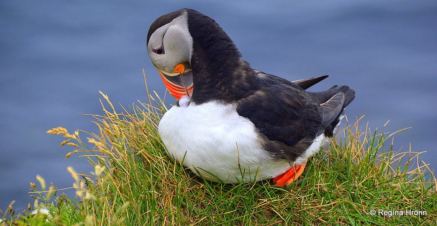 Pufins at Látrabjarg