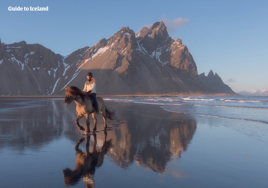 Het IJslandse paard is een dier dat bekend staat om zijn intelligentie en zijn milde temperament.