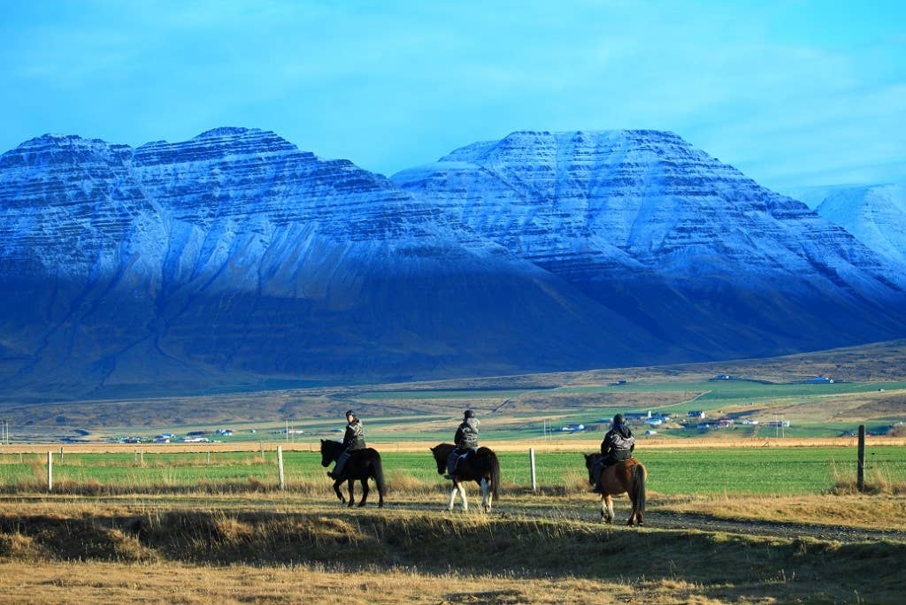 Small Group 1-Hour Horse Riding Tour in North Iceland | Guide to Iceland