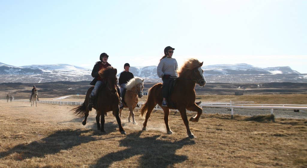 Small Group 1-Hour Horse Riding Tour in North Iceland | Guide to Iceland
