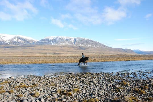 Small-Group 3-Hour Intermediate-Level Horse Riding Tour in North Iceland