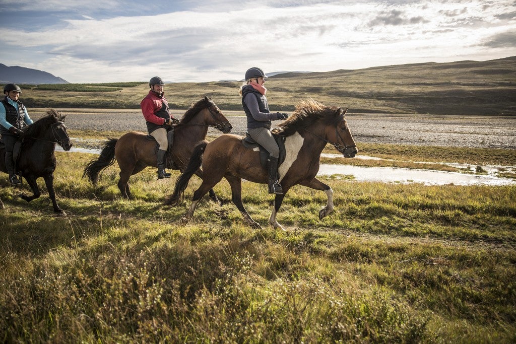 Private 3-Hour Horse Riding Tour in Northwest Iceland for Skilled ...