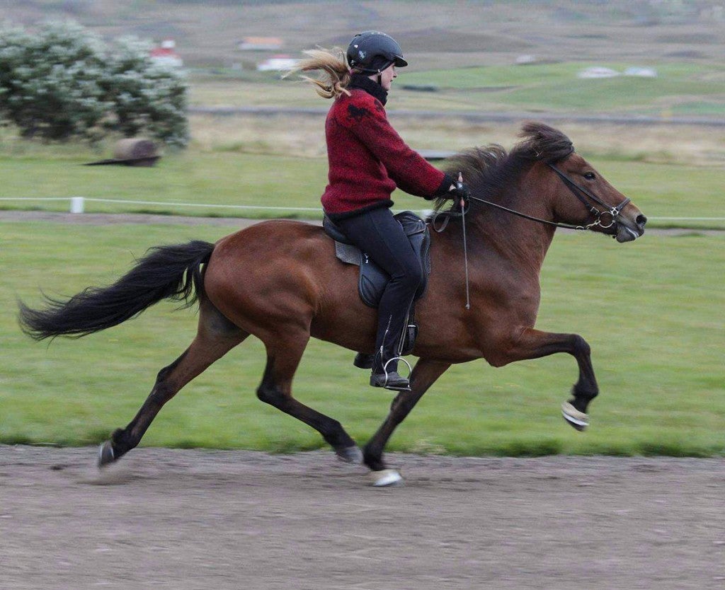 Private 3-Hour Horse Riding Tour in Northwest Iceland for Skilled ...