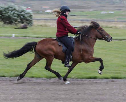 Private 3-Hour Horse Riding Tour in Northwest Iceland for Skilled Riders