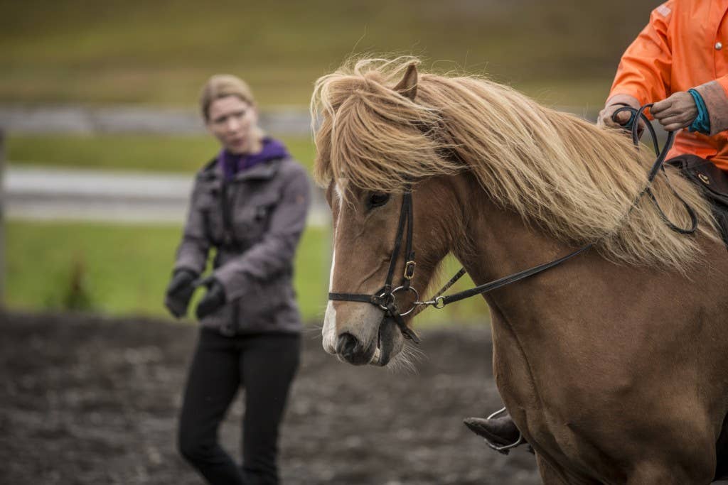 Skilled Riding Private 3-Hour Horse Riding Tour in Northwest Iceland for Skilled ...