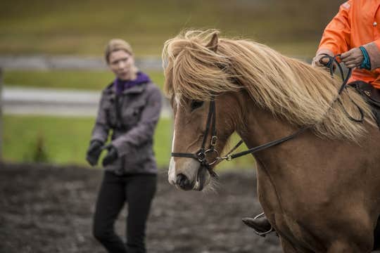 Private 3-Hour Horse Riding Tour in Northwest Iceland for Skilled Riders