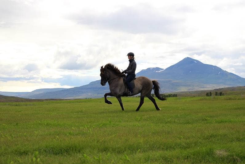 Private 3-Hour Horse Riding Tour in Northwest Iceland for Skilled ...