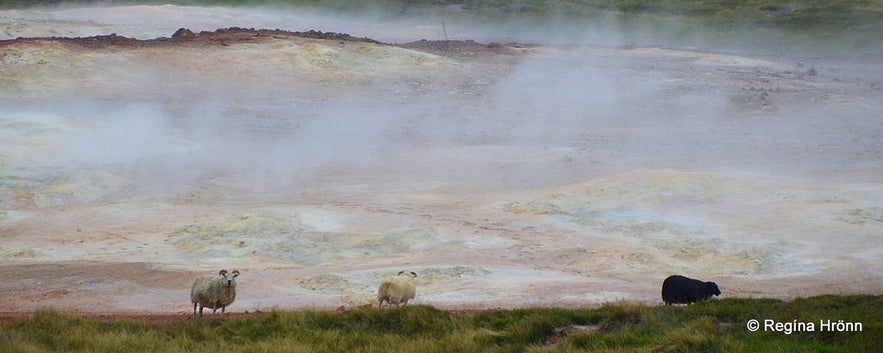 The colourful Þeistareykir Geothermal Area in North-Iceland