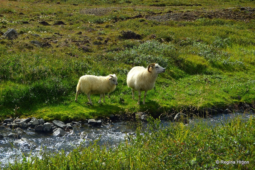 Sheep on the hike to the elf-stone