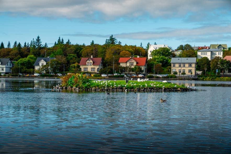 Swans on a small island in Tjornin Lake, with colorful houses and trees along the Reykjavik shoreline. Swans on a small island in Tjornin Lake, with colorful houses and trees along the Reykjavik shoreline.
