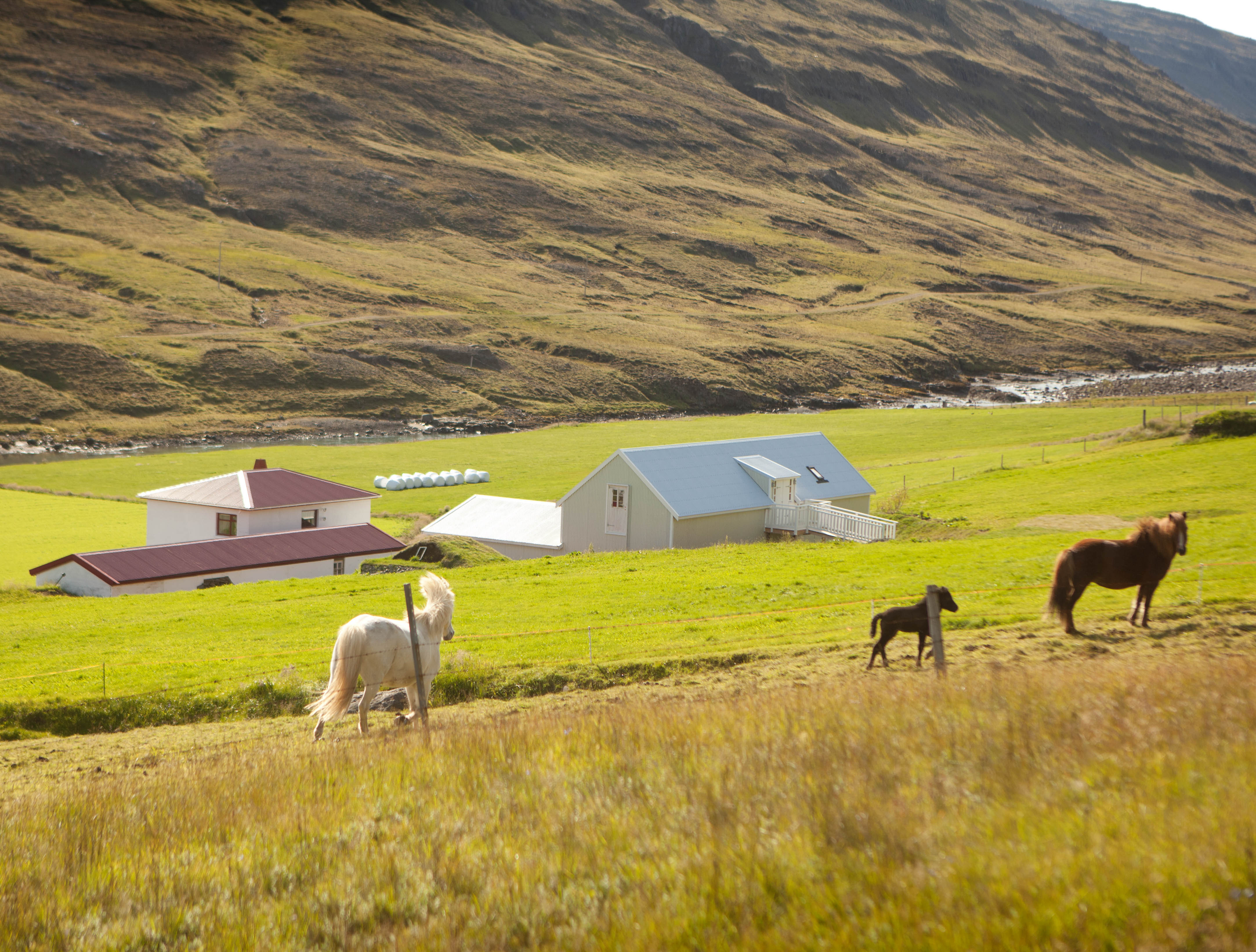 Pferde auf der Wiese oberhalb des Wilderness Centers.