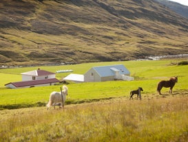 Horses in the field above the Wilderness center.