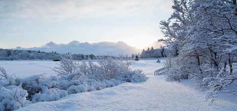 A landscape of trees, plants, and ground in Reykjavik is completely covered in snow during wintertime