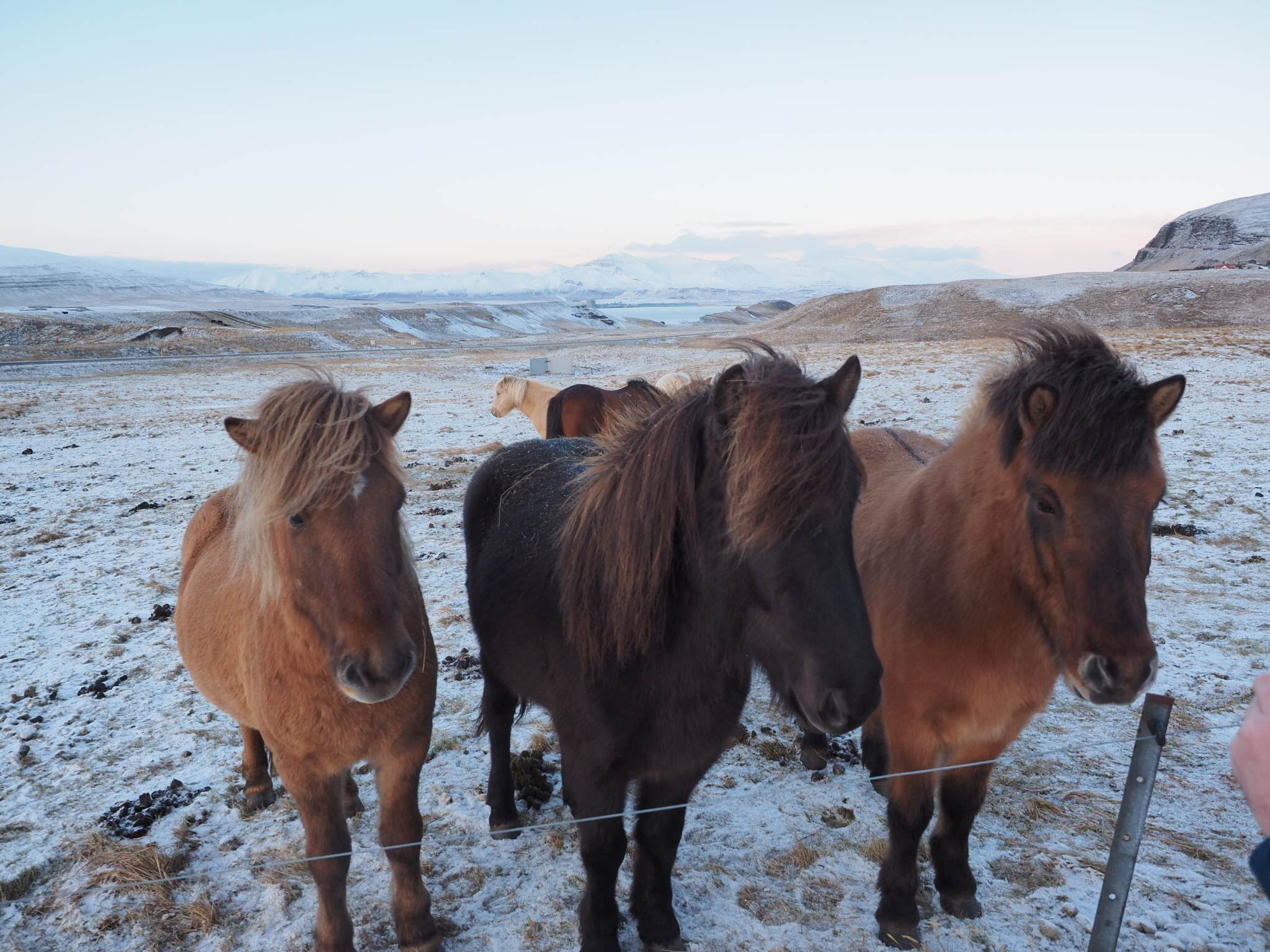 Three Icelandic horses stand behind a fence in snowy Laxnes