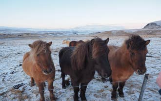 Three Icelandic horses stand behind a fence in snowy Laxnes