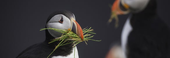 Whale Watching & Papageientaucher-Touren