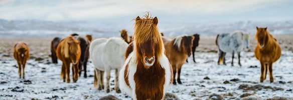 Horse Riding Tours