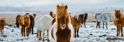 Horse Riding Tours