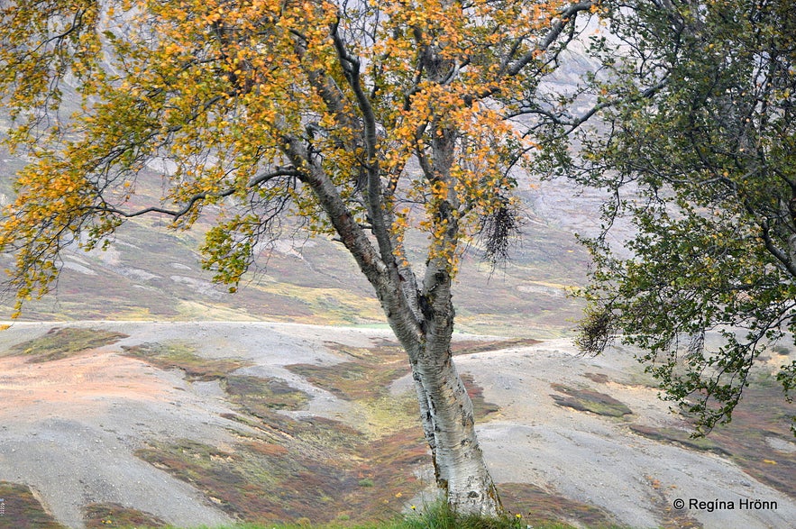 Háls in Fnjóskadalur and Fornhólar