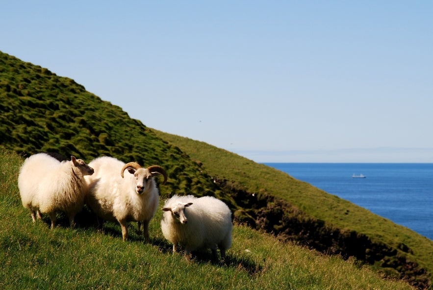 Sheep in the Icelandic countryside