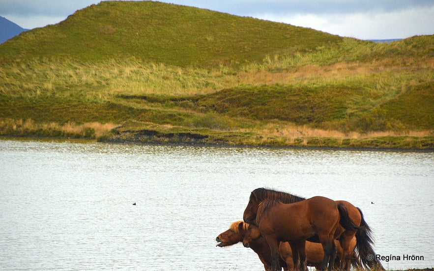 Horses by Lake Mývatn