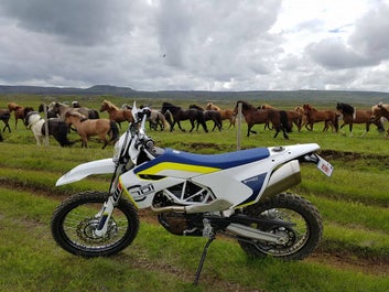 One metallic horse in the company of natural horses.