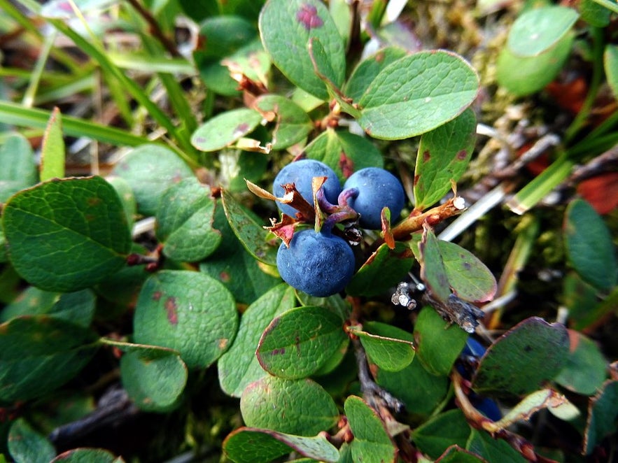 Bog bilberry