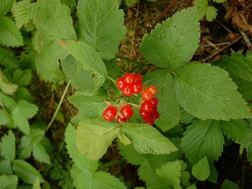 Stone brambleberry.