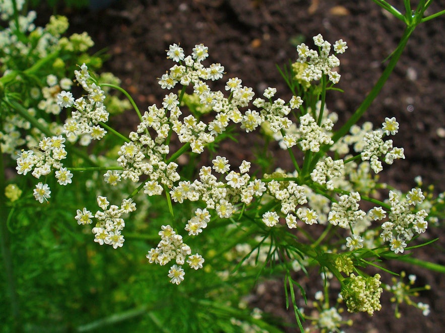 Caraway grows wild in Iceland.