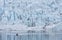 fjallsarlon-is-a-stunning-glacier-lagoon-in-south-iceland.jpg