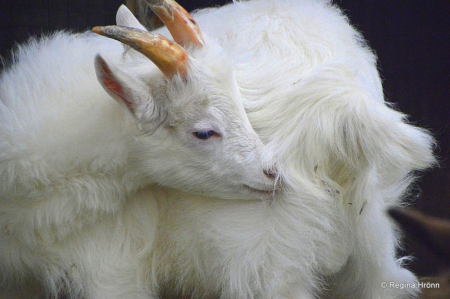 Daladýrð Petting Zoo