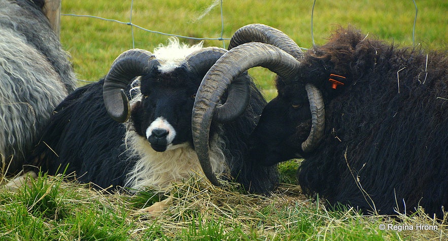 Dalad&yacute;r&eth; Petting Zoo