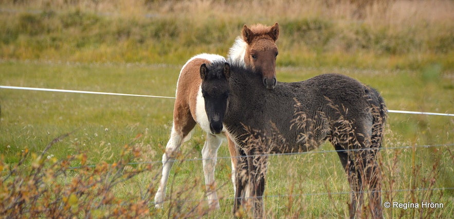 Daladýrð Petting Zoo