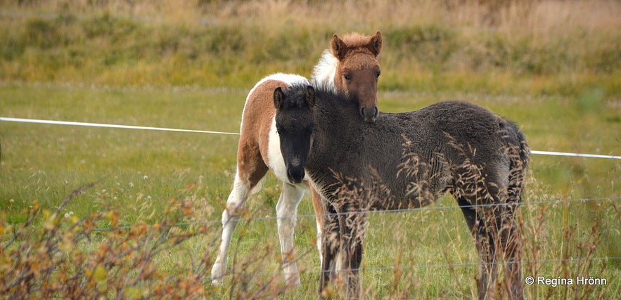 Dalad&yacute;r&eth; Petting Zoo