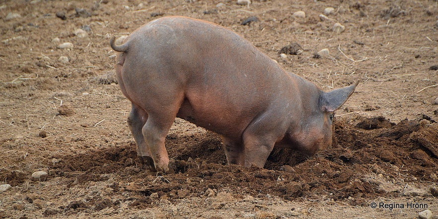 Daladýrð Petting Zoo