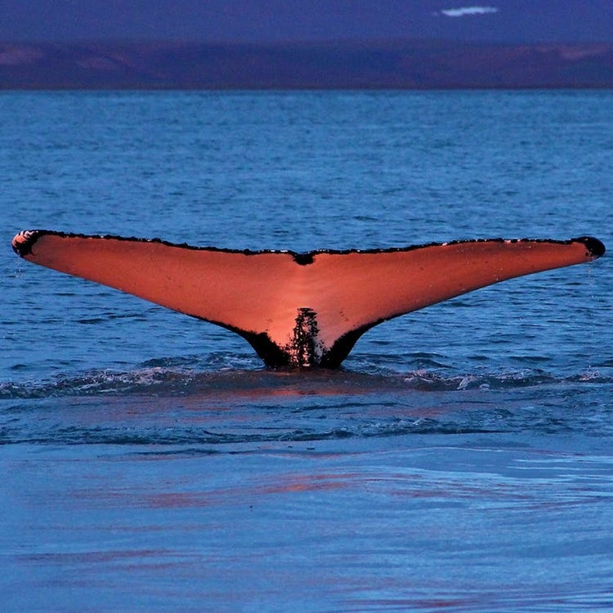 Whale Watching ist eine der beliebtesten Aktivitäten in Island.