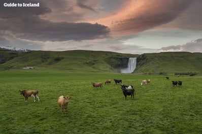 Cows grazing in front of Skógafoss waterfall.